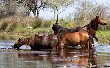 Horses in the Danube Delta